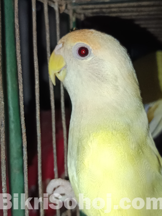 Crimino red eyes love birds pair